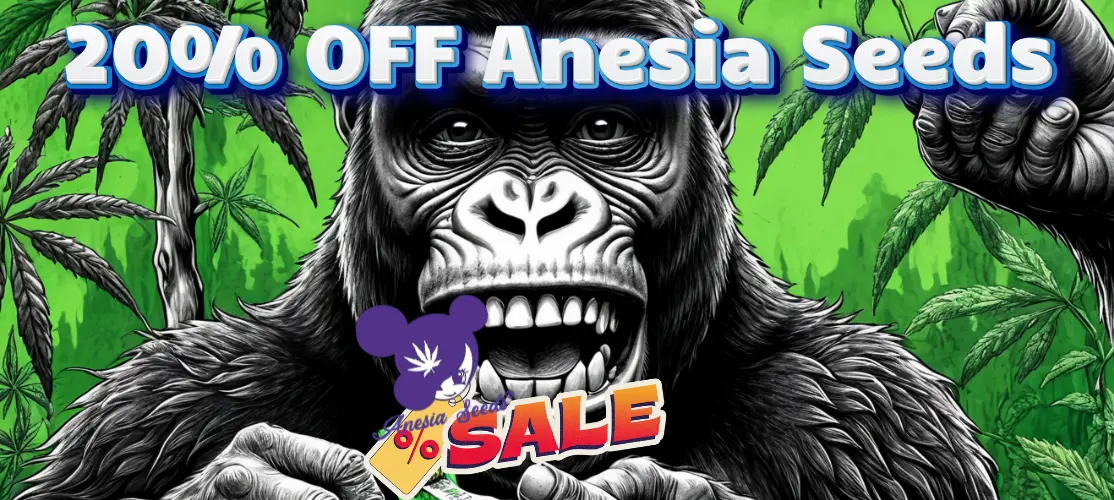 Anesia Seeds Sale