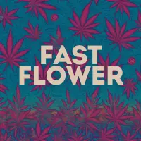 Fast Flowering Cannabis Seeds