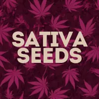 Sativa Cannabis Seeds