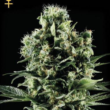 Greenhouse seeds Arjan's Ultra Haze 2 Feminized