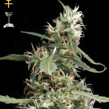 Greenhouse Seeds Arjan's Ultra Haze Feminized