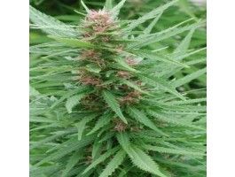 Ace Mix Feminised Seeds