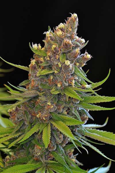 Ace of Spades Regular Seeds