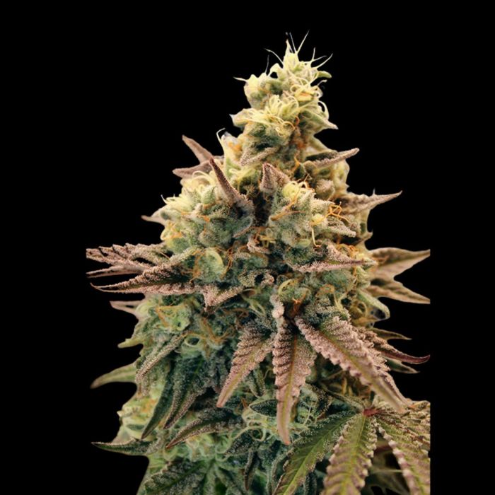 Auto Animal Zookies Autoflowering Feminized Seeds