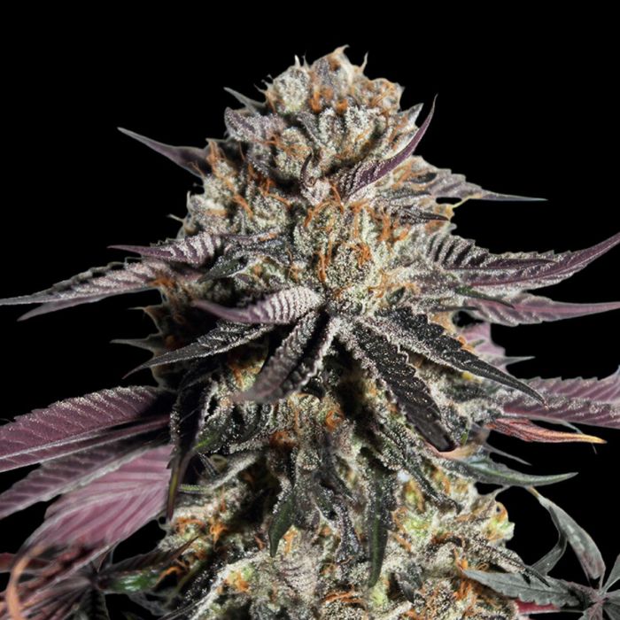 Zerealz Milk Feminized Seeds