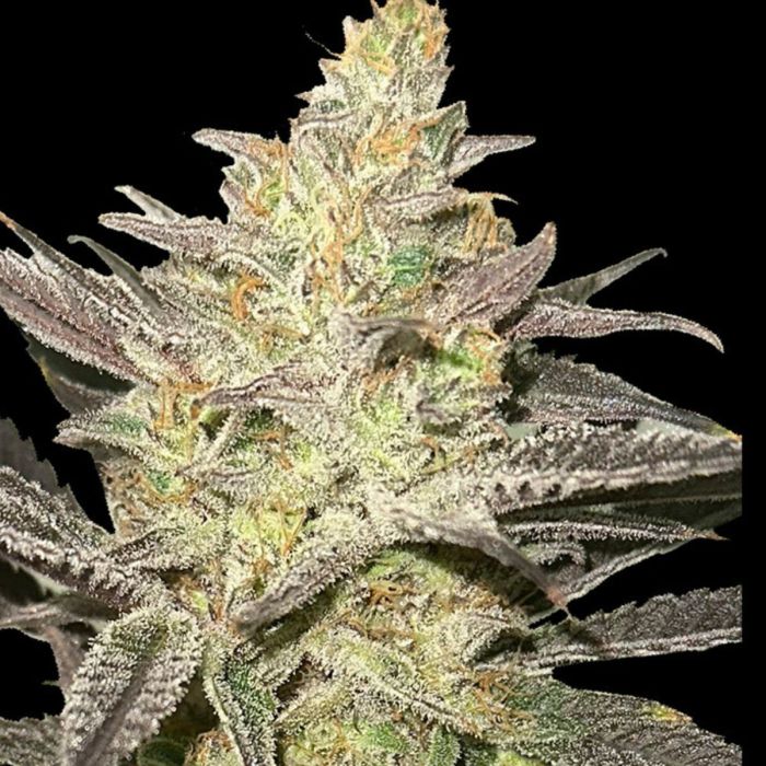 Rainbow Sherbet #11 Feminized Seeds