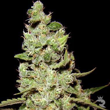 AK47 Feminized