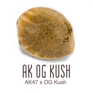 AK-OG Kush