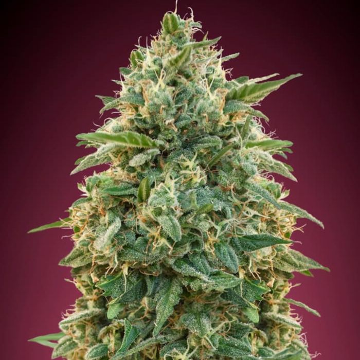 Amnesia Feminized Seeds