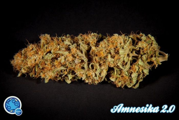 Amnesika 2.0 Feminised Seeds