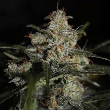 Auto Whiteberry