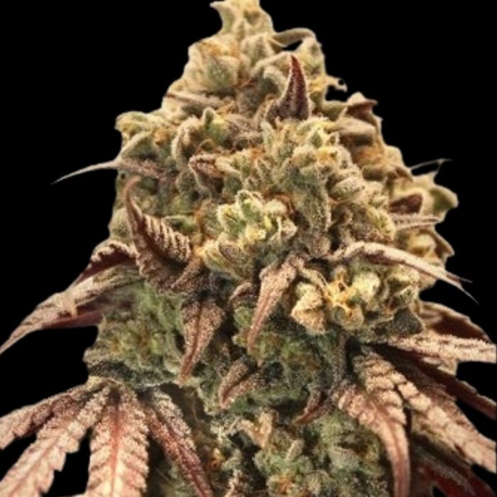 Auto Zerealz Milk Autoflowering Seeds