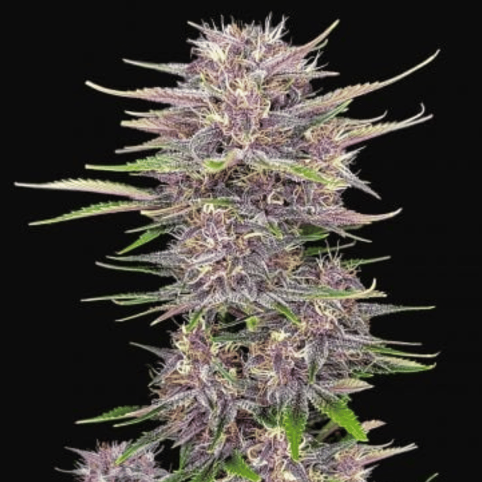 BANANA PURPLE PUNCH AUTOFLOWERING CANNABIS SEEDS