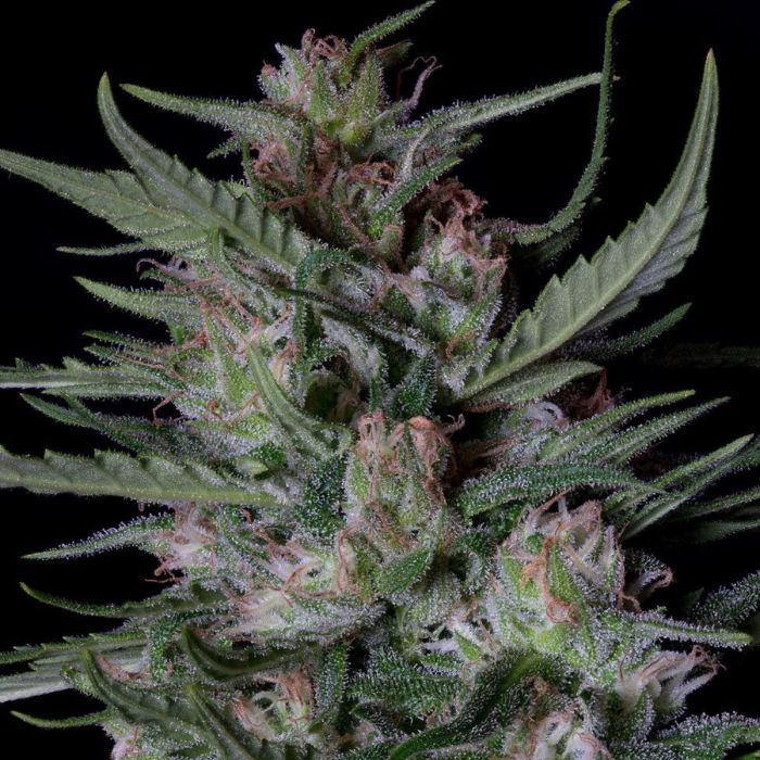 DOGSTAR DAWG AUTO