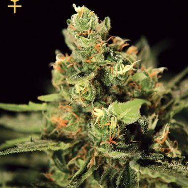 Greenhouse Seeds Big Bang Auto Feminized