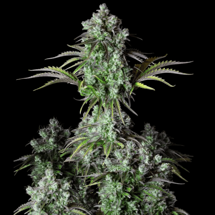 Big Bud Auto