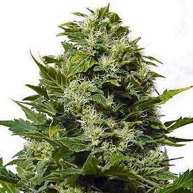 Big Buddha Bubble Cheese Feminized