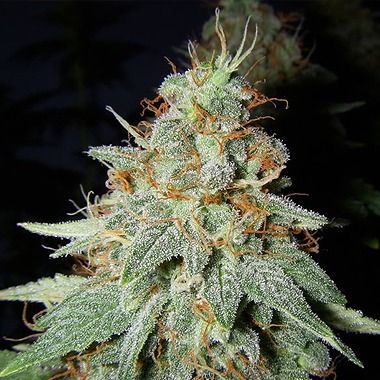 Big Buddha Cheese Feminized