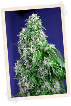 Big Devil FAST Version Feminised Seeds