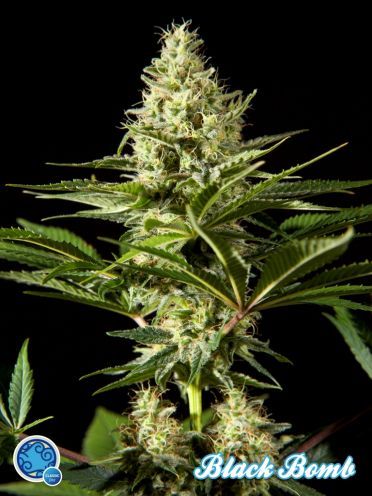 Black Bomb Feminised Seeds