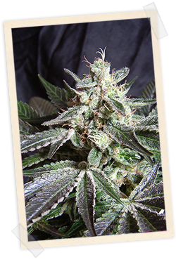 Black Jack FAST Version Feminised Seeds