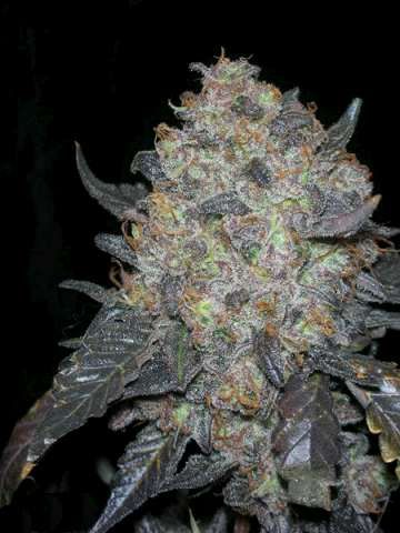 Blackwater Feminised Seeds