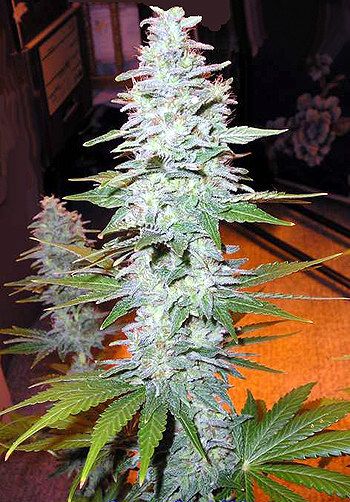 Black Widow Regular Seeds