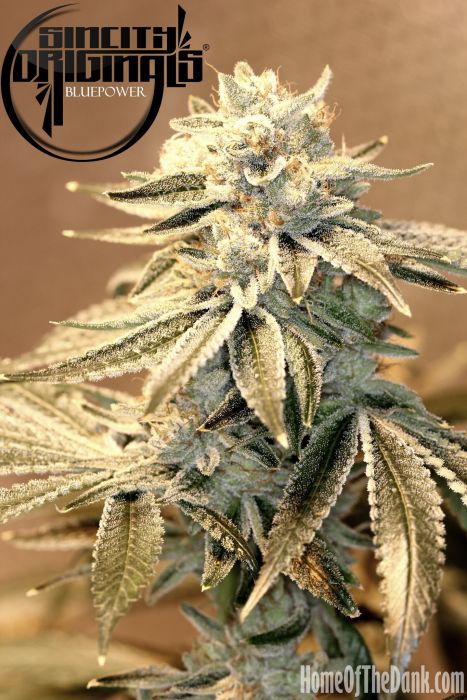 Blue Power F2 Regular Seeds