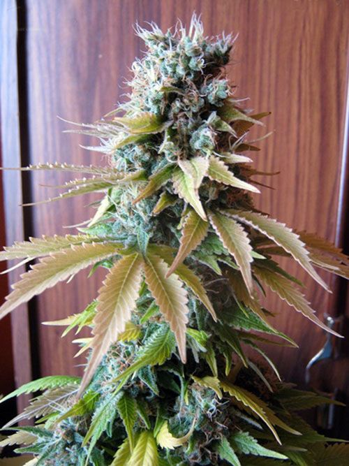 Blueberry Feminised Seeds