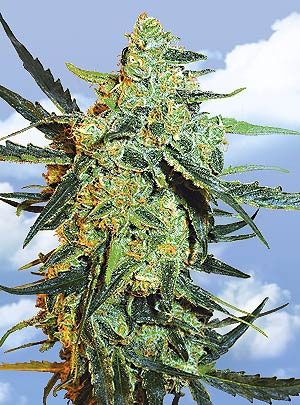 Blueberry Skunk Feminised Seeds