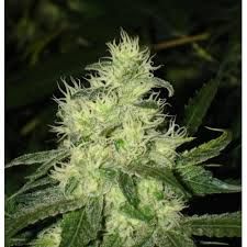 Bluehell Feminised Seeds