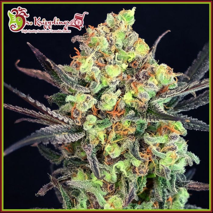 Break-Neck Larry Feminised Seeds