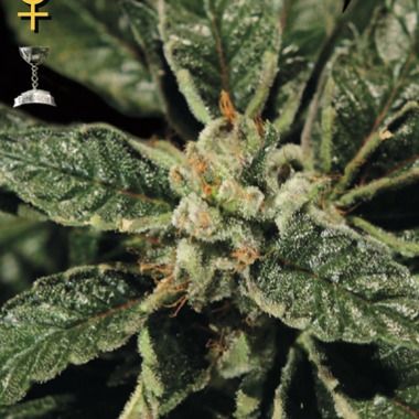 Greenhouse Seeds Bubba Kush Feminized