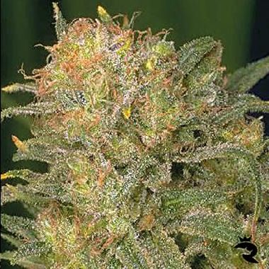 Bubble Gum Feminized