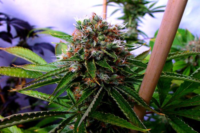 Buddha's Sister Feminised Seeds