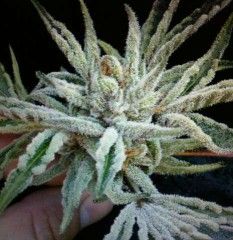 Buddha Tahoe OG Regular Seeds