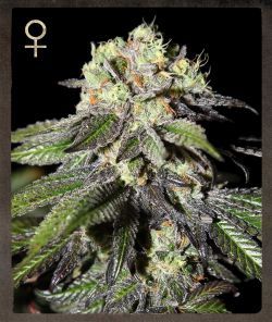 Caboose Feminised Seeds