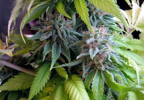 Candy Cream Feminised Seeds