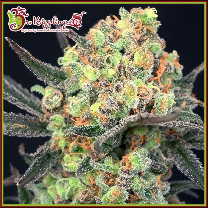 Candy Mintz Feminised Seeds