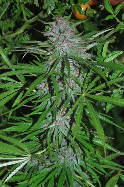 Panama Feminised Seeds