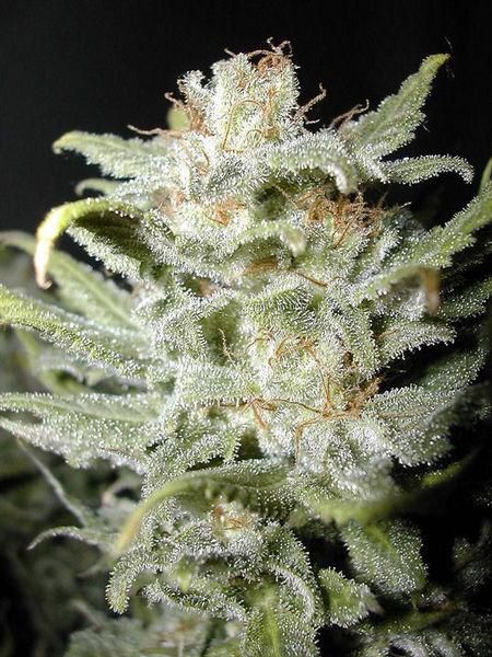 Bangi Haze Regular Seeds