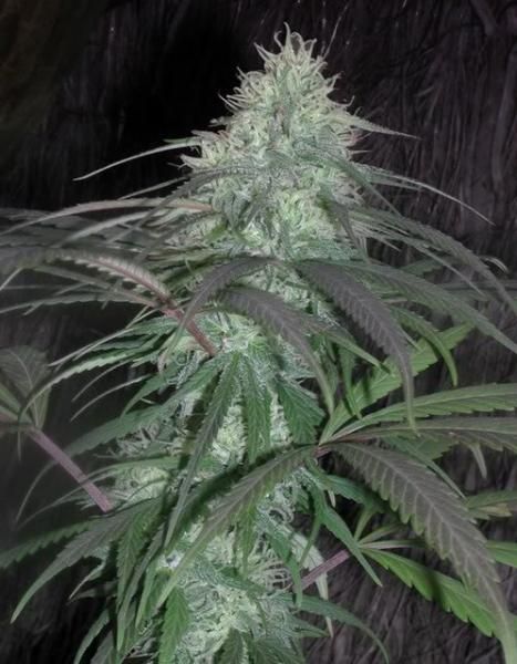 Nepal Jam Regular Seeds