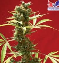 Caramel Ice Feminised Seeds