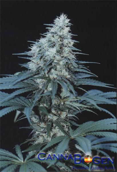 Caribe Regular Seeds