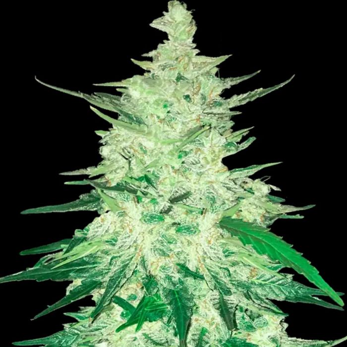 CBD Auto 1:1 (CBD Crack) Autoflowering Feminized Cannabis Seeds