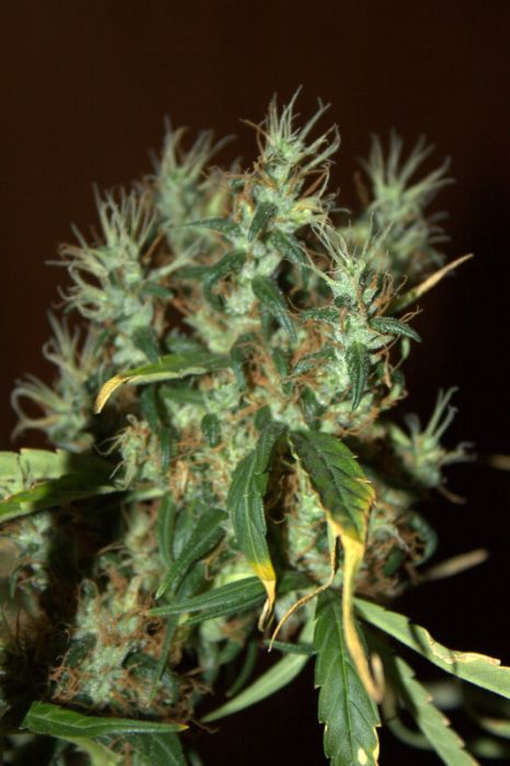 CBD Mango Haze Feminised Seeds