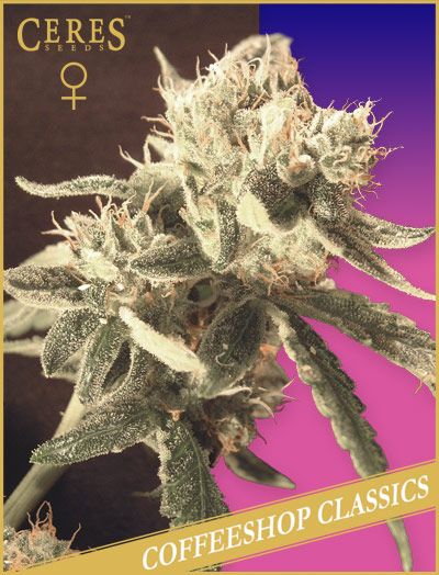 Ceres Easy Rider Autoflowering Feminised Seeds