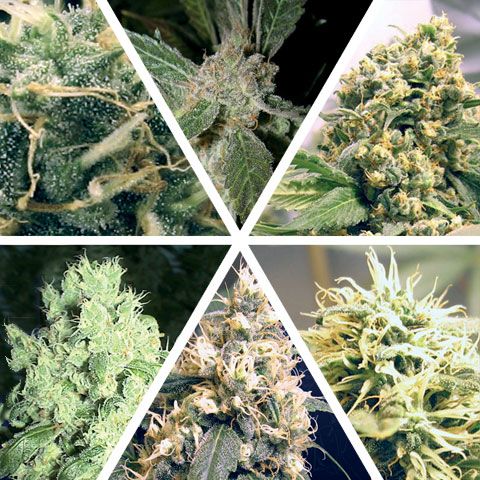 Ceres Mix Feminised Seeds