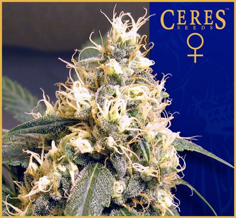 Ceres Skunk Feminised Seeds