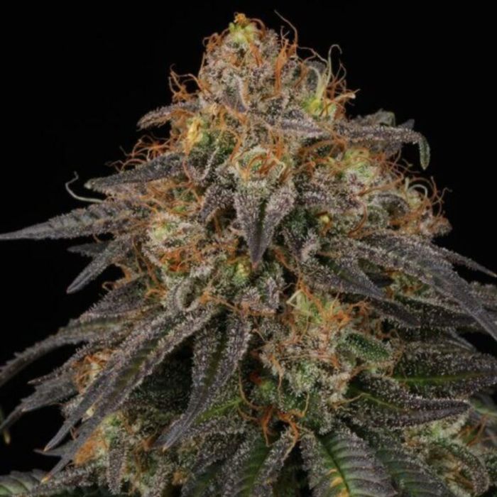 Chocolate Oreoz Cannabis Seeds